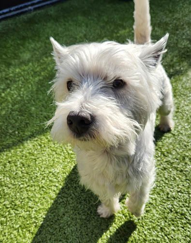 The West Highland Terrier