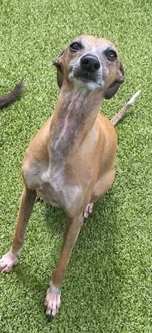 The Italian Greyhound.