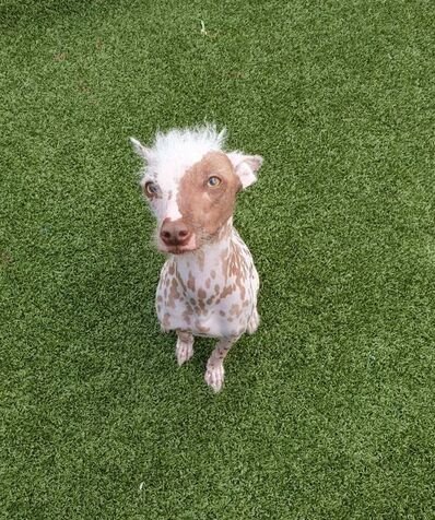 The Chinese Crested