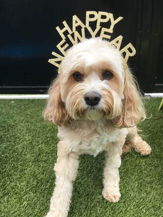 How to Keep Your Dog Calm During Fireworks: Expert Doggy Doater Tips for New Year’s Eve