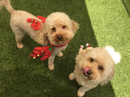How to Keep Your Dog Safe at Christmas: Doggy Doater-Approved Holiday Tips