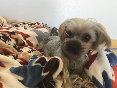 The Yorkshire Terrier