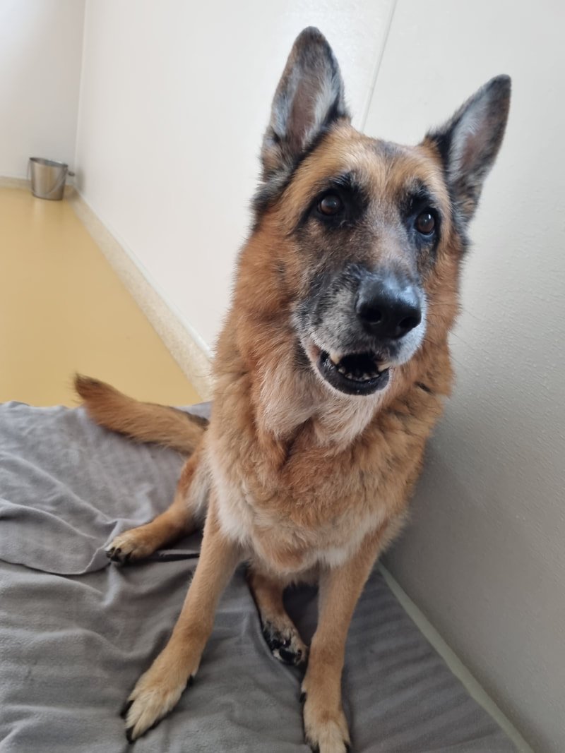 Changes to make to help your ageing dog.