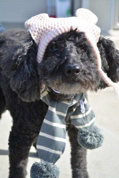 Poodles!