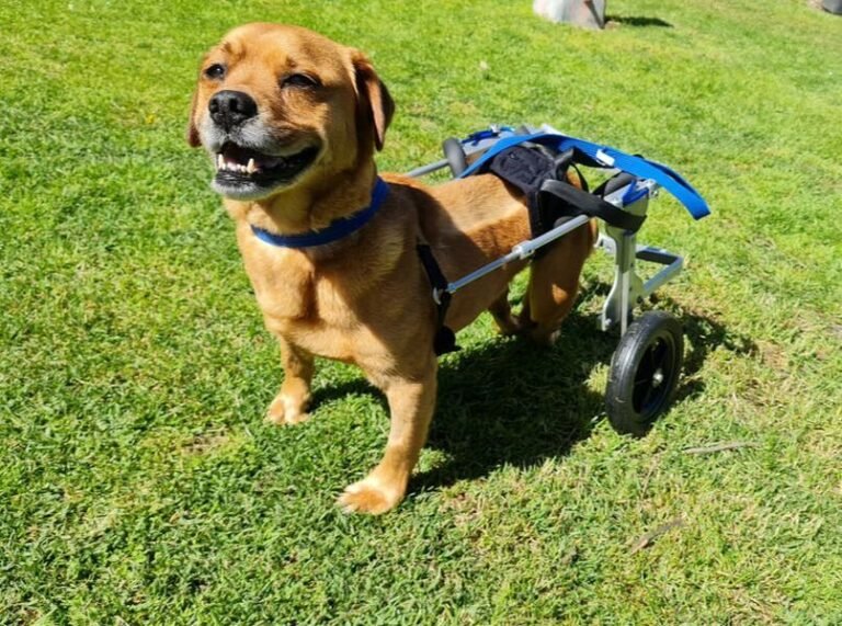 Post-Operative Care for Dogs: Comprehensive Care at We Love Dogs.