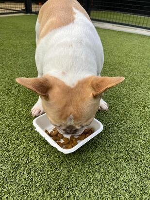 Is My Dog Eating Too Fast?