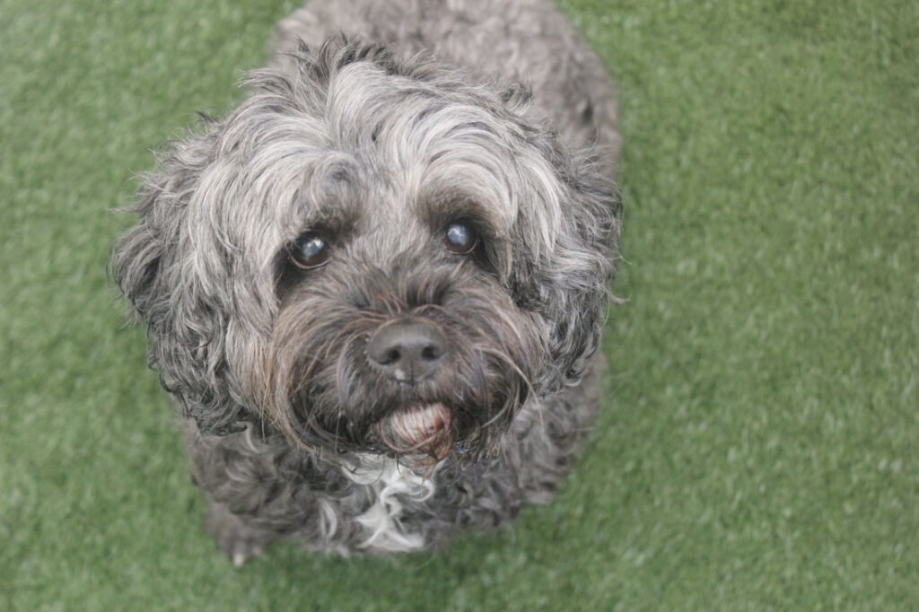 Our August Dog of the Month!