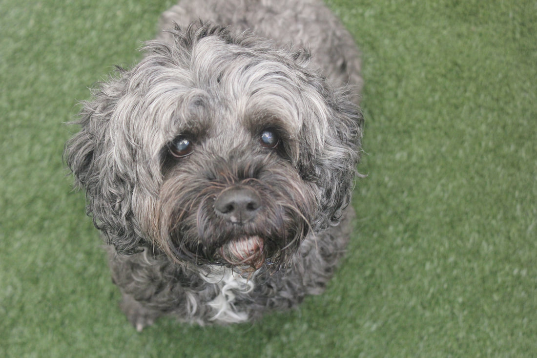 August Dog of the Month
