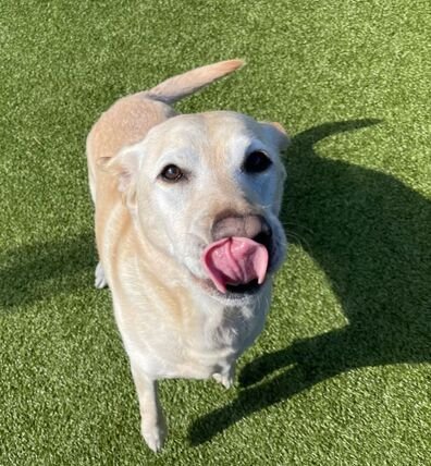 The Labrador – The Lovable, Loyal Good Time on Four Legs