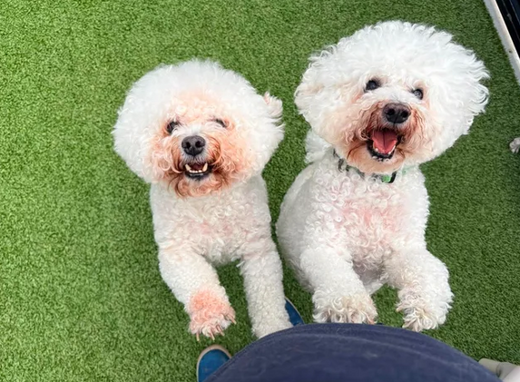 What Is Enrichment for Dogs? How Can Your Provide it?