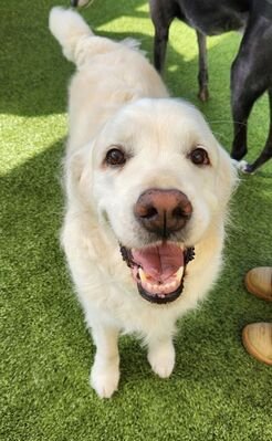 What is Bloat and why is deadly to my Dog?